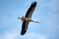 Storch 2009-006